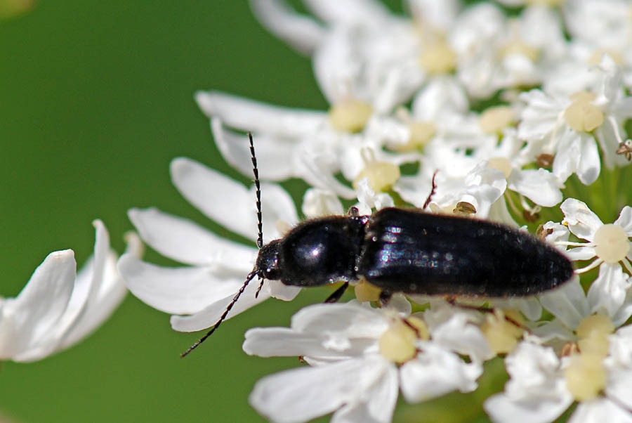 Elateridi  sul monte Civetta da ID. Hemicrepidius hirtus